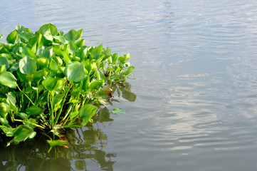 Obraz na płótnie Canvas The Water hyacinth float on the river