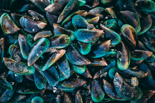 Fresh emerald mussels ready for cooking
