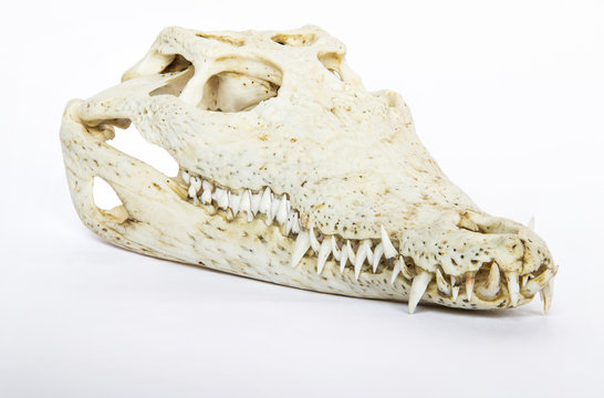 Cranio di coccodrillo 