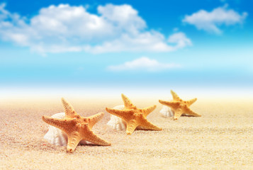 Fototapeta na wymiar Starfish on the summer beach
