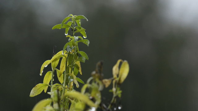 A plant in heavy rain. A couple drops of water grow and fall.