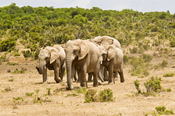 Fototapeta premium African elephant family running on dry ground towards a waterhole