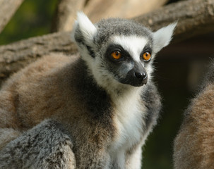 lemur 