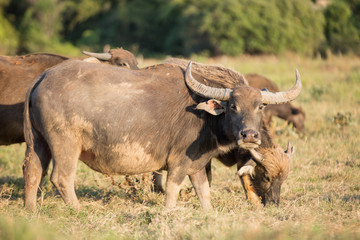 Obraz premium Thai buffalo is grazing in a field