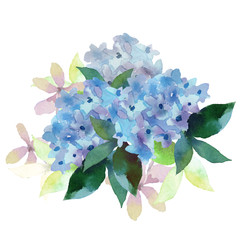 Illustration of Hydrangea flowers 