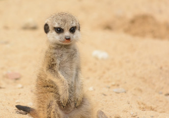 meerkat baby