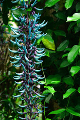 La Réunion - Un coin de jungle : fleur de Jade