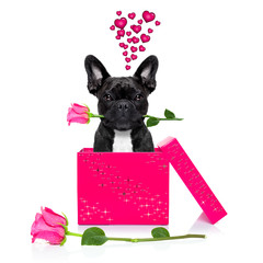 valentines love sick dog