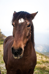 Fototapeta premium cavallo marrone
