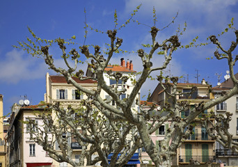Tree in Cannes. France