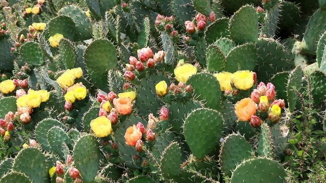 Floraison de figuiers de barbarie