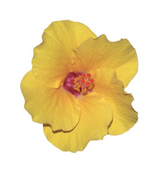 Yellow hibiscus flower / Yellow hibiscus flower isolated on white background.