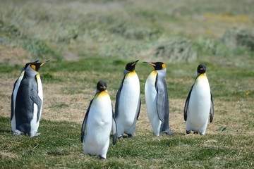 King penguins on the Bay of Inutil.