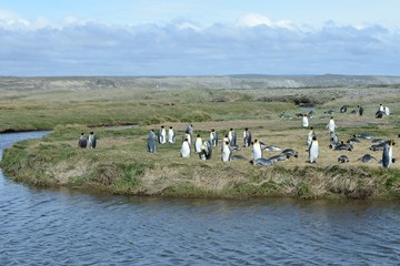 King penguins on the Bay of Inutil.