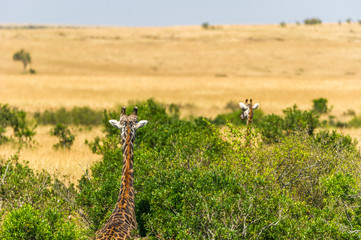 Zwei Giraffen von hinten
