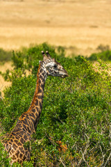 Hochformart Aufnahme einer Giraffe