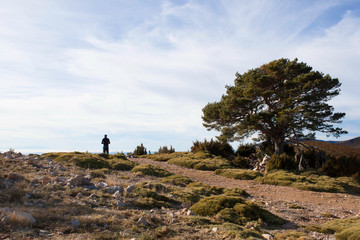 mountaineer looking to the landscape close to a oak