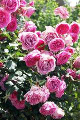 Shrub roses