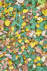 Fototapeta na wymiar Autumn leaves on the ground