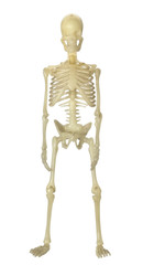 Human Skeleton / Human Skeleton on white background.