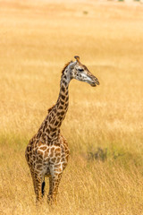 Portrait einer Giraffe