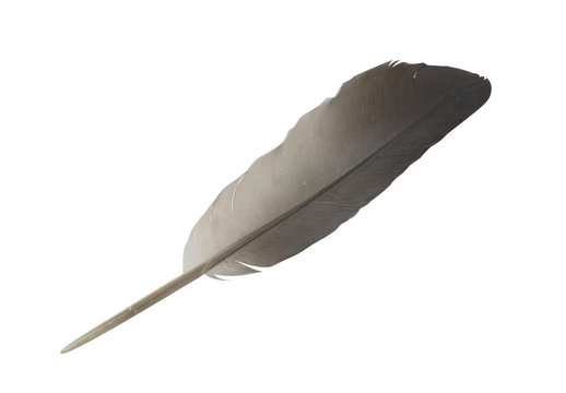 Feather pen / Feather pen on white background.