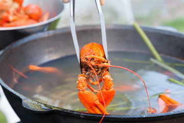 Tongs holding a boiled crayfish above a large cast-iron pot