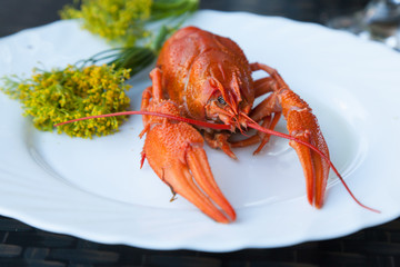 A boiled crayfish served on a white plate decorated with dill flowers