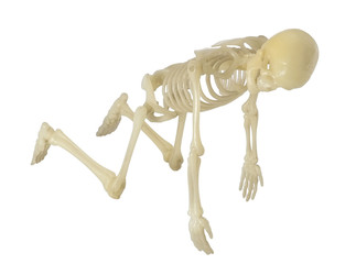 Human Skeleton / Human Skeleton on white background.