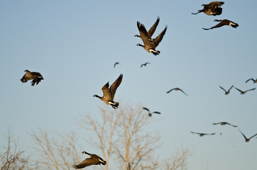 Flock of Canada Geese Taking to Flight in a Busy Sky