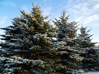Fir trees in winter.