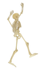 Human Skeleton / Human Skeleton on white background.