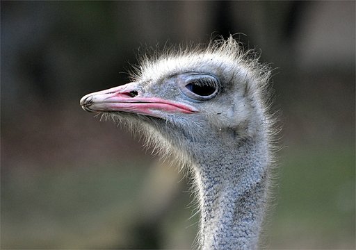 bird - ostrich
