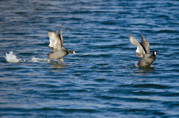 Angry American Coot on the Attack