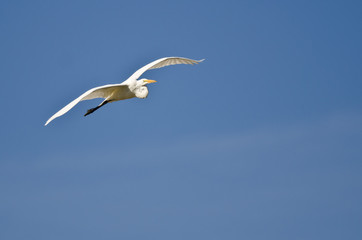 Great Egret Flying in a Blue Sky