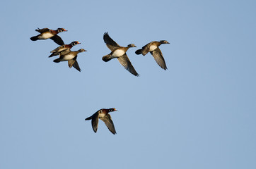 Flock of Wood Ducks Flying in a Blue Sky