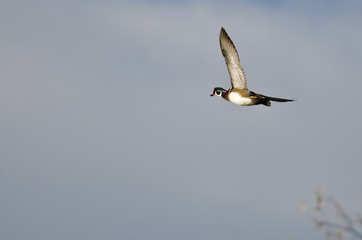 Male Wood Duck Flying in a Blue Sky