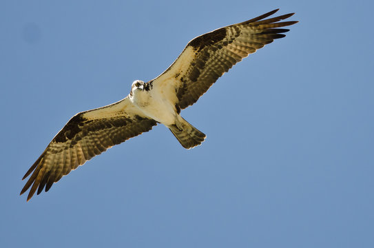Osprey Hunting on the Wing in a Blue Sky
