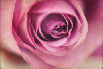closeup of a beautiful pink rose