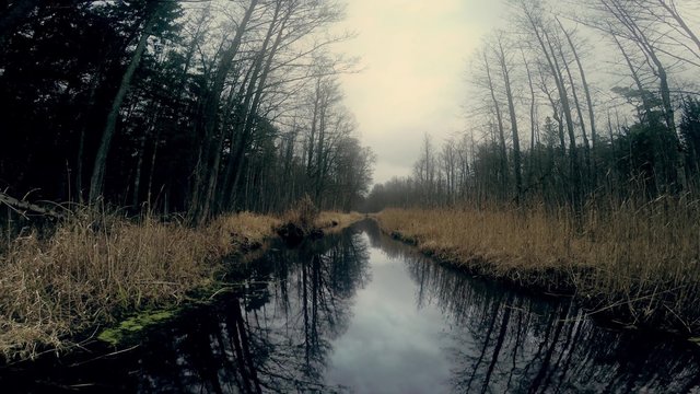 Stream in the forest in late autumn, Kemeri region, Latvia