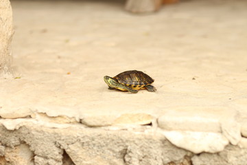 Turtle