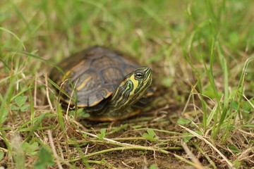 Turtle in grass