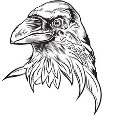 The raven or crow. Black and white vector illuctration