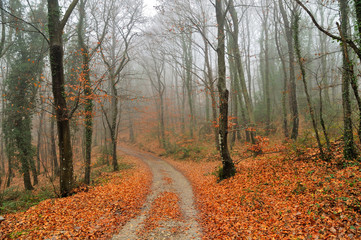 autumn leaves in foggy morning