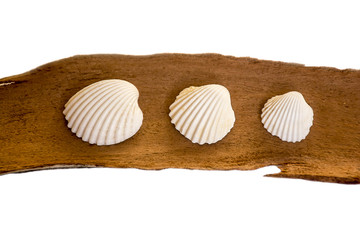 Three white seashells on a piece of eucalyptus bark