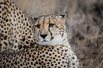 Gepardenpaar in der Steppe; Acinonyx jubatus