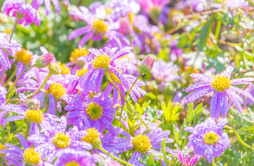 Obraz premium Frühlingsblumen