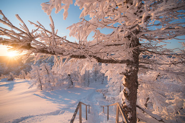 Winter forest under heavy snow on a sunset