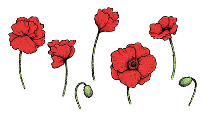Set of bright artistic vector poppies © eugeniahauss