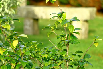Banc en pierre de granit dans un jardin
